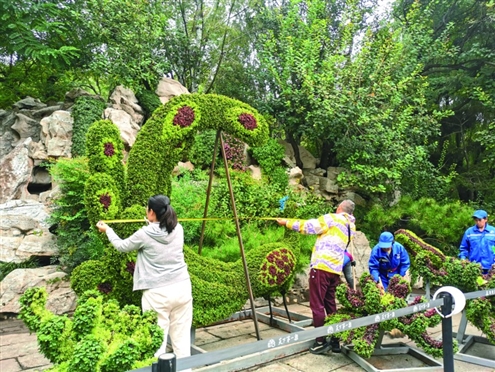 今年的趵突泉金秋菊展将为市民游客呈上一场菊花大赏